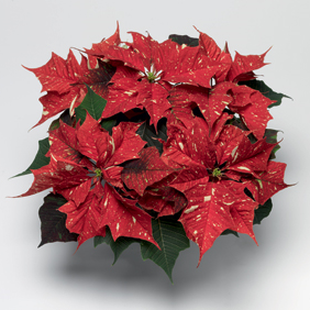 White Glitter Poinsettia 